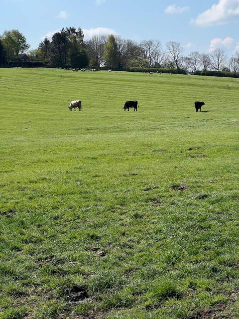 Pasture under a summer sky