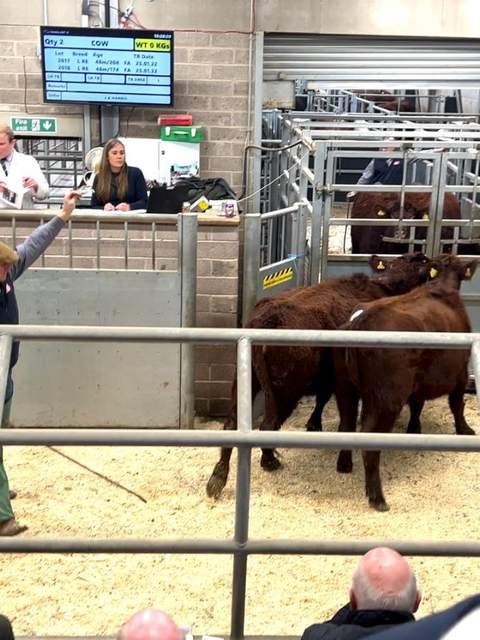 Beef cattle in the sale ring
