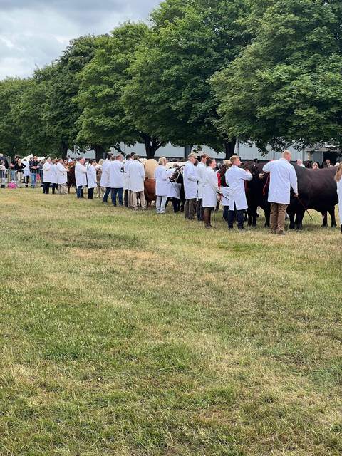 Cattle line-up in the show ring